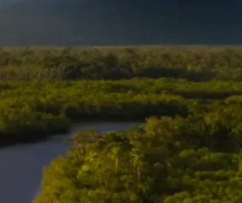 Rio cercado de floresta